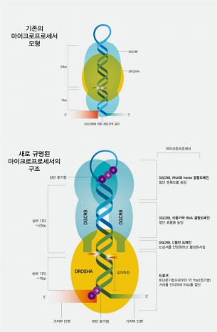 IBS 제공